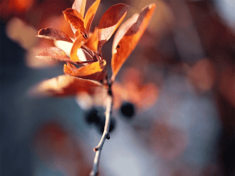 试管移植什么反应（盆腔积液检查费用）——