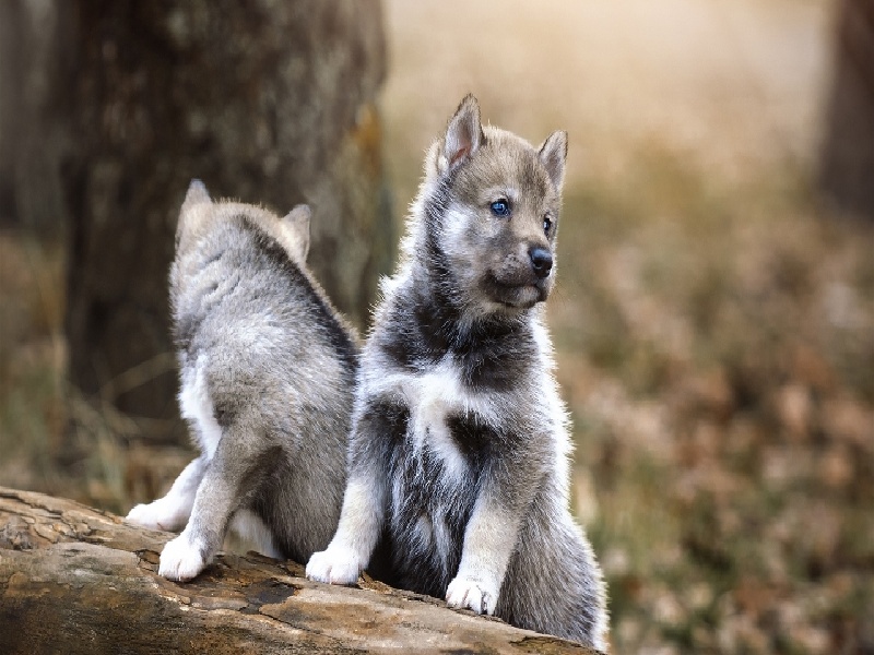三代试管供卵试管花费人类幼崽（试管扎针部位图）